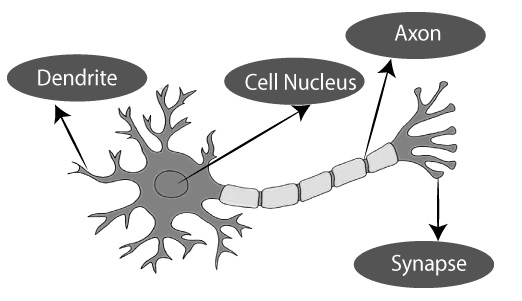 Biological Neural Network